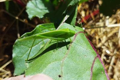 Phaneroptera nana