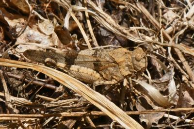 Oedipoda caerulescens