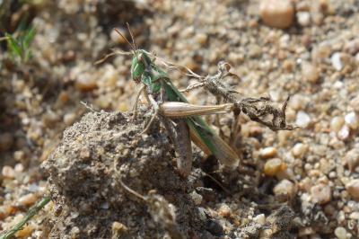 Calephorus compressicornis
