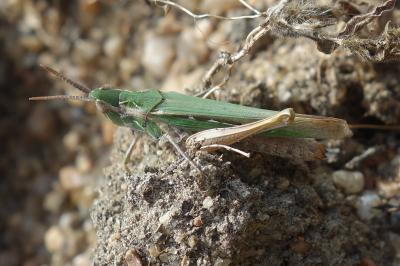 Calephorus compressicornis