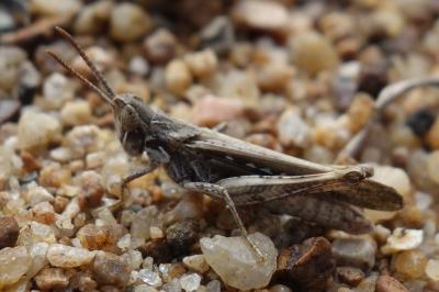Calephorus compressicornis
