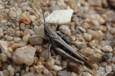 Calephorus compressicornis