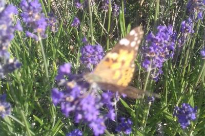 Vanessa cardui