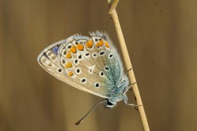 Polyommatus icarus