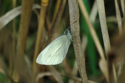 Pieris rapae