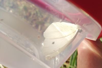 Pieris rapae