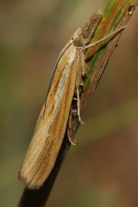 Agriphila tristella