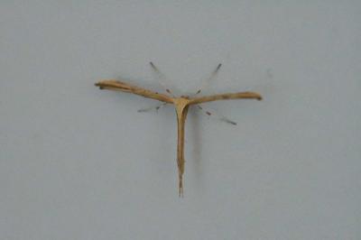 Emmelina monodactyla