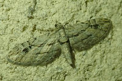 Eupithecia phoeniceata