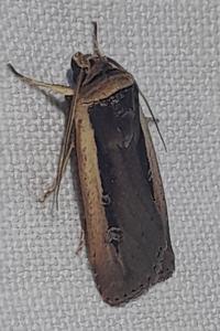 Ochropleura leucogaster
