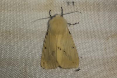 Spilarctia lutea