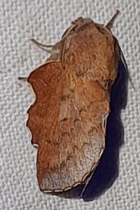 Phyllodesma tremulifolia