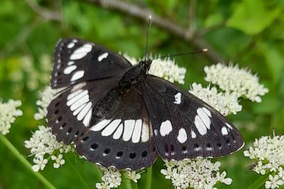 Limenitis reducta