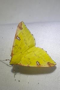 Opisthograptis luteolata