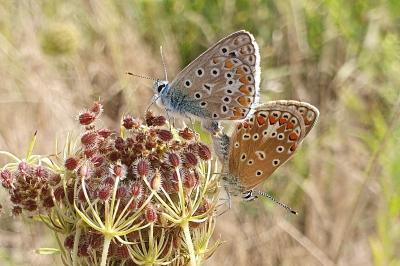 Polyommatus icarus