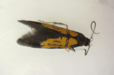 Schiffermuelleria schaefferella