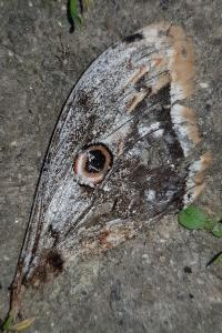 Saturnia pyri