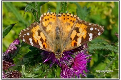 Vanessa cardui