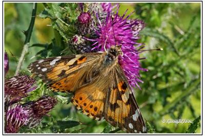 Vanessa cardui