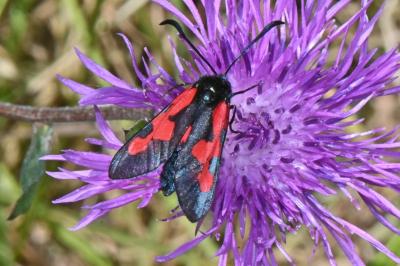 Zygaena trifolii