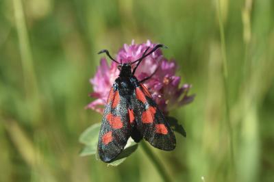 Zygaena trifolii