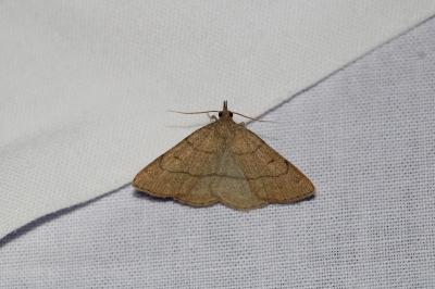 Paracolax tristalis