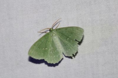 Geometra papilionaria
