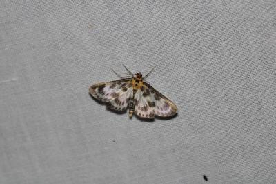 Anania hortulata