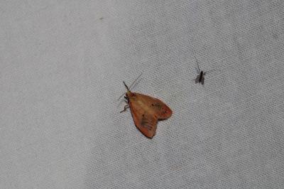 Miltochrista miniata