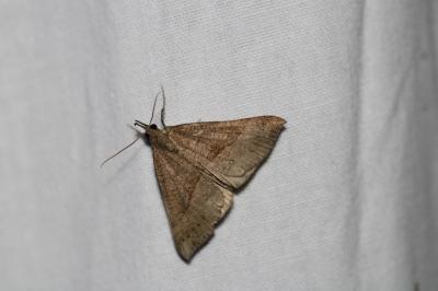 Hypena proboscidalis