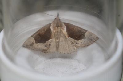 Hypena crassalis