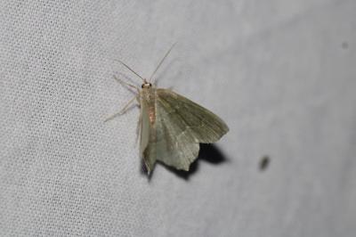 Hemithea aestivaria