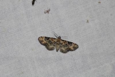 Eupithecia linariata