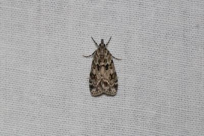 Scoparia basistrigalis
