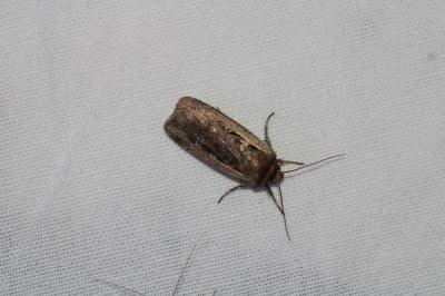 Ochropleura leucogaster