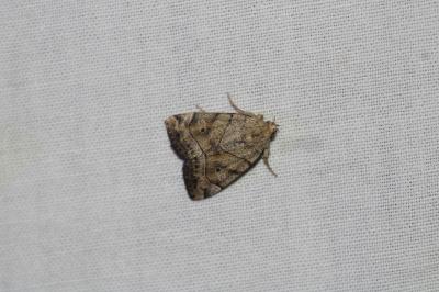 Cosmia trapezina