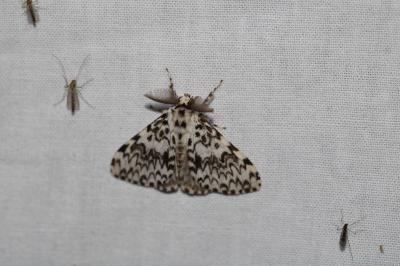 Lymantria monacha