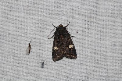 Melanchra persicariae