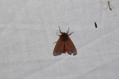 Phragmatobia fuliginosa