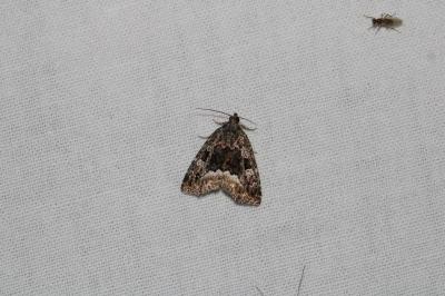 Deltote pygarga