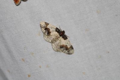 Ligdia adustata