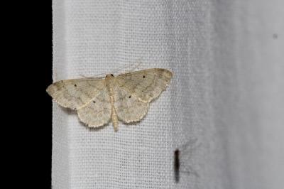 Idaea biselata