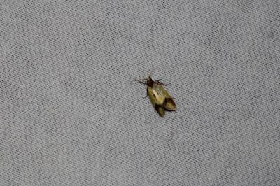 Agapeta zoegana