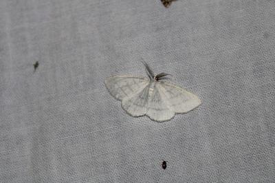Cabera pusaria
