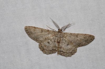 Hypomecis punctinalis