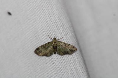 Pasiphila rectangulata