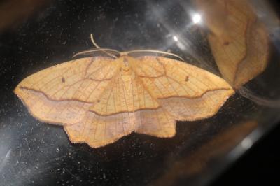 Epione repandaria