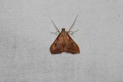 Endotricha flammealis