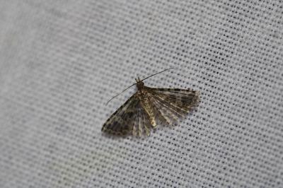 Alucita hexadactyla