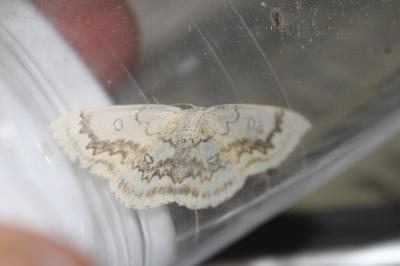 Cyclophora annularia